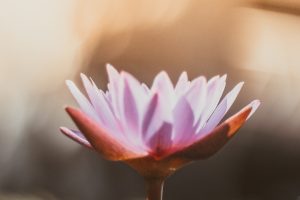 Workshop Angebote zu verschiedenen Jahreszeiten, Lotusblüte